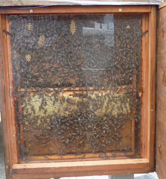 Bienen in der Schaubeute